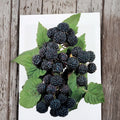 Jewel Black Raspberry Live Rooted Plant | Large Black Berries | Rubus occidentalis | Zones 4-8