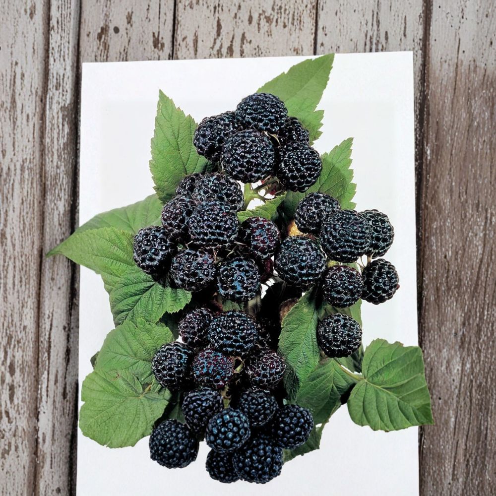 Jewel Black Raspberry Live Rooted Plant | Large Black Berries | Rubus occidentalis | Zones 4-8