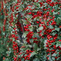 Blue Princess Holly Live Female Shrub 1 Gallon Ilex x meserveae with Red Berries Evergreen Privacy Hedge Plant