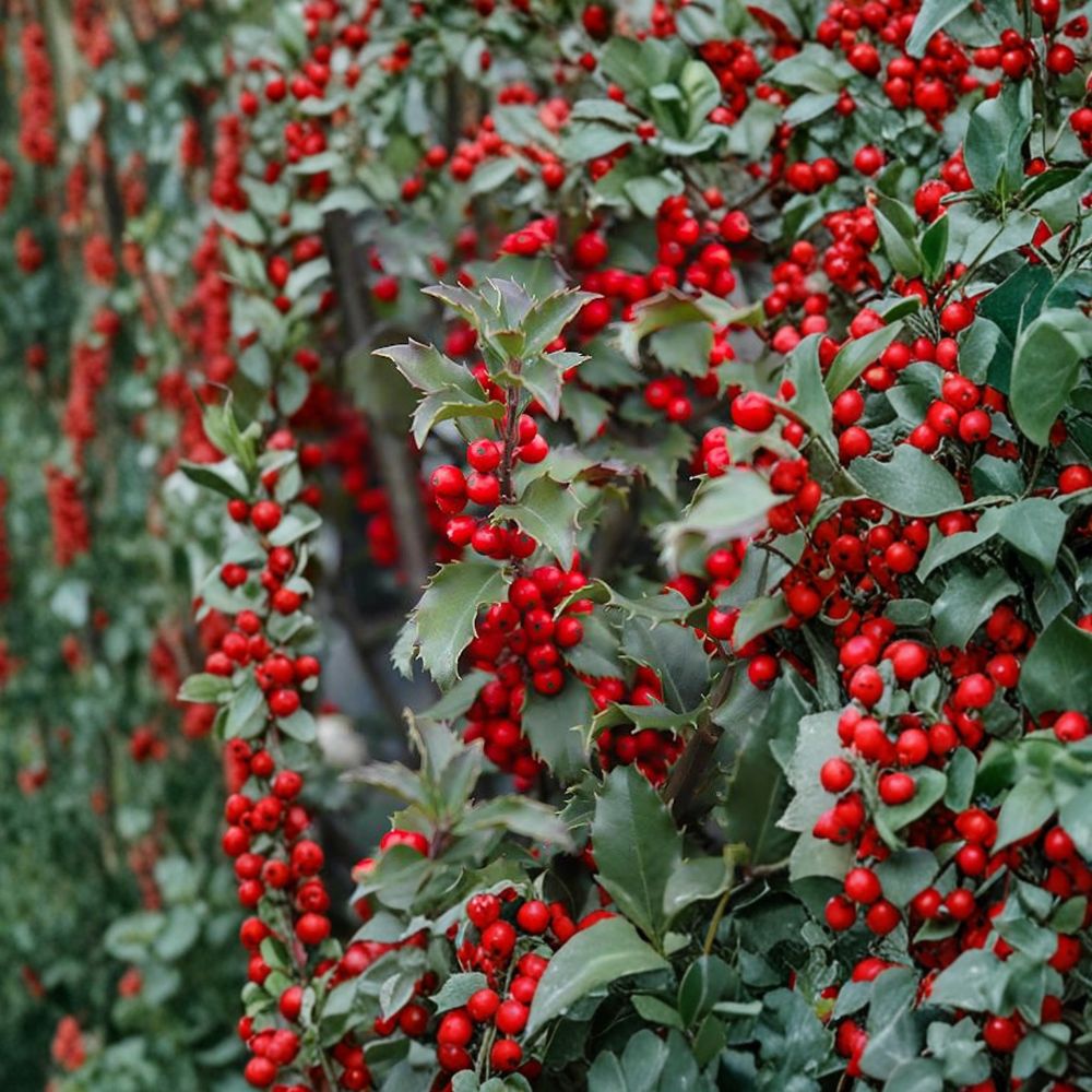 Blue Princess Holly Live Female Shrub 1 Gallon Ilex x meserveae with Red Berries Evergreen Privacy Hedge Plant