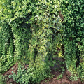 Organic Variegated Ivy Cuttings – Unrooted Indoor Outdoor Houseplant, Hedera spp.