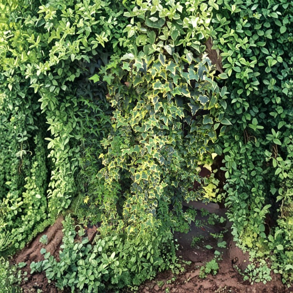 Organic Variegated Ivy Cuttings – Unrooted Indoor Outdoor Houseplant, Hedera spp.