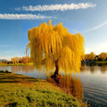 Golden Weeping Willow Tree – Salix alba ‘Tristis’ Live Plant in Nursery Pot, Ornamental Shade Tree for Garden & Patio