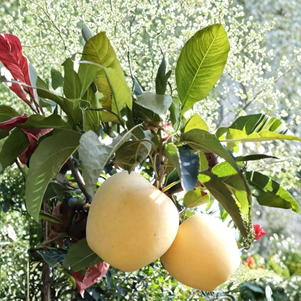 Golden Delicious Apple Tree – Bare Root Live Tree, 32 Inches, Sweet Crisp Yellow Fruit, Malus domestica