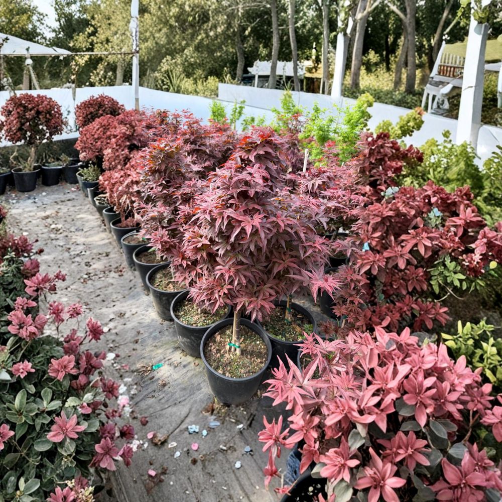 Acer palmatum ‘Red Baron’ Live Tree – Upright Japanese Maple in #3 Container with Burgundy to Purple Fall Foliage