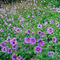 Himalayan Cranesbill Geranium Seeds – Hardy Perennial, Purple Blue Blooms, Pollinator Friendly, Easy to Grow, 25+ Seeds