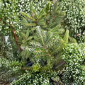 Korean Fir Live Plant 12 Inch in 1 Gallon Pot Abies koreana Silberlocke Evergreen Conifer