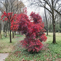 Japanese Maple ‘Red Dawn’ – 18-24 Inch Container Plant, Full Moon Hybrid, Four-Season Foliage, Ornamental Deciduous Tree