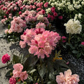 Rhododendron ‘Dreamland’ Live Evergreen Shrub with White and Pink Blooms, Cold Hardy Container Grown Plant