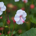 Biokovo Geranium Bare Roots – Hardy Cranesbill Perennial with White & Pink Blooms, Ground Cover Garden Plant, Easy to Grow