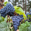 Seedless Thomcord Grape Cuttings – Vitis vinifera Live Propagation Stems for Home Growing, Juicy Table Grape Variety