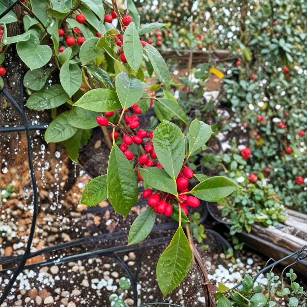 American Holly Live Plant – Quart Pot Female Ilex opaca with Orange Red Berries for Native Landscape