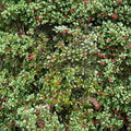 Carnival American Holly Live Female Evergreen Holly Quart Pot Plant Ilex opaca with Orange Red Berries
