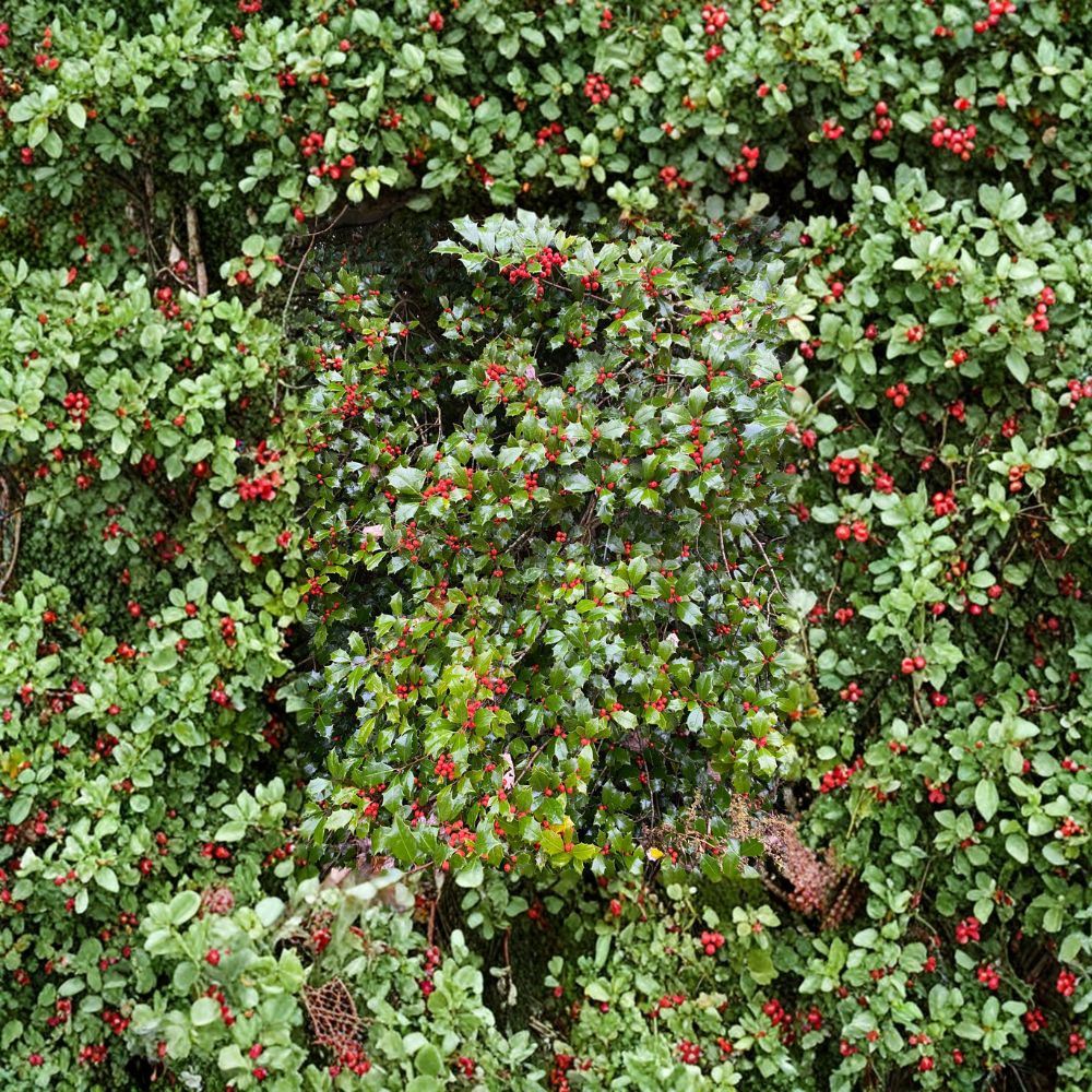 Carnival American Holly Live Female Evergreen Holly Quart Pot Plant Ilex opaca with Orange Red Berries