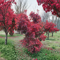 Acer ‘Red Dawn’ Japanese Maple Live Tree – 25–30 Inches, Full Moon Hybrid, Four-Season Color, Ornamental Tree, Container Grown
