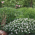 White Cranesbill Geranium Seeds – Hardy Perennial, Pollinator Friendly, Easy to Grow, Cottage Garden, Container, Geranium sanguineum ‘Album’