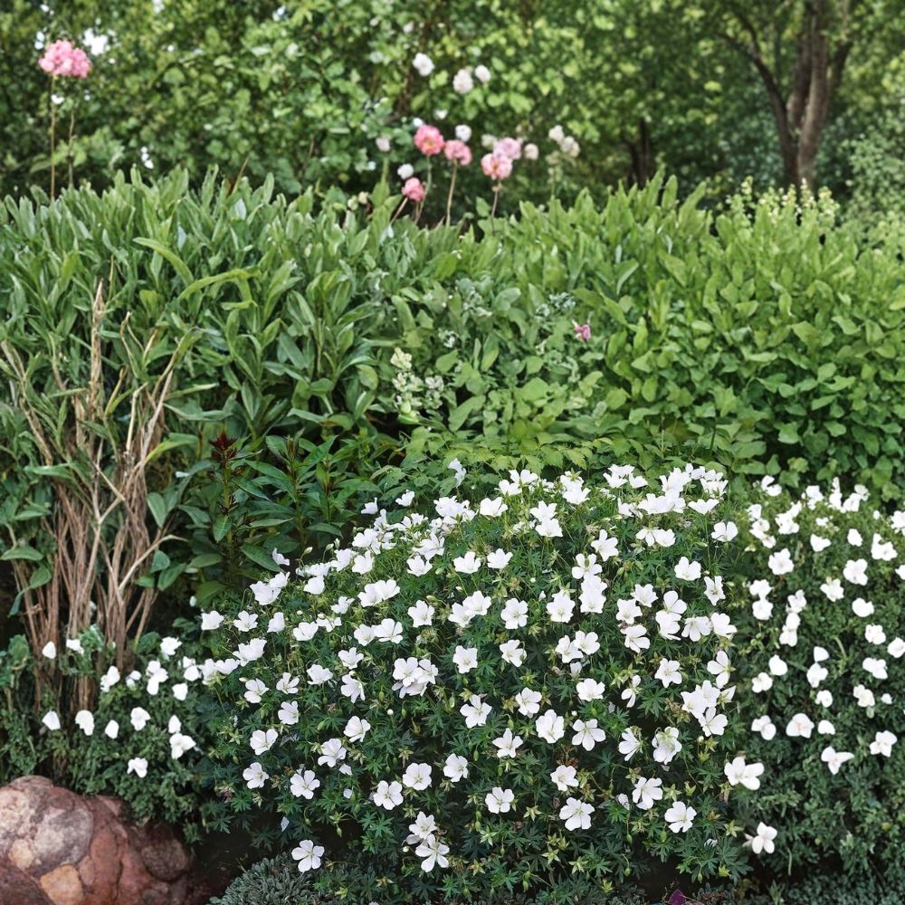 White Cranesbill Geranium Seeds – Hardy Perennial, Pollinator Friendly, Easy to Grow, Cottage Garden, Container, Geranium sanguineum ‘Album’