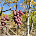Seeded Grape Plant in Nursery Pot – Vitis labrusca Late Season Red Edible Fruit Vine for Backyard Vineyard