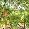 Seedless Neptune Grape Cuttings – Vitis vinifera Live Propagation Stems for Home Growing, Backyard Vineyards