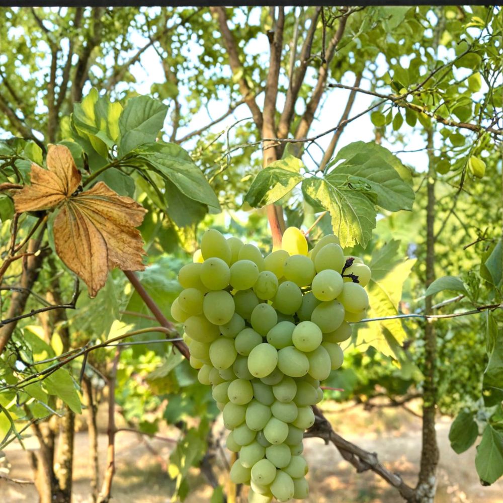 Seedless Neptune Grape Cuttings – Vitis vinifera Live Propagation Stems for Home Growing, Backyard Vineyards