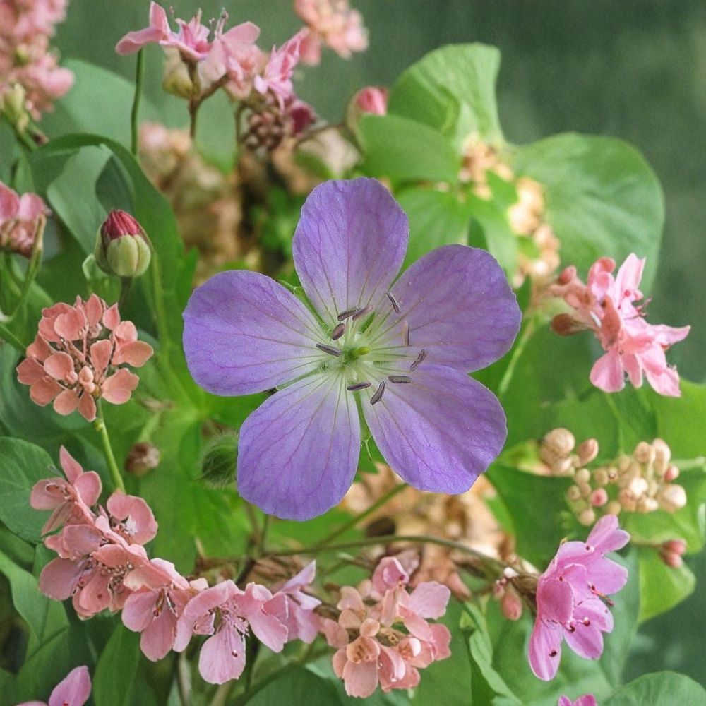Wild Geranium Cranesbill Bare Roots – 5 Native Woodland Perennials, Shade-Loving, Pollinator Friendly, Geranium maculatum