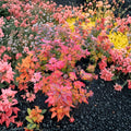 Vine Maple ‘Burgundy Jewel’ – Rare Acer circinatum Hybrid, Deep Burgundy Foliage, Container Tree, Ornamental Deciduous Tree