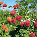 Autumn Britten Raspberry Live Rooted Plant | Everbearing Red Raspberry Rubus idaeus | Large Sweet Berries for Zones 3-9