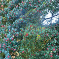 Live Female American Holly Plant | 1-Gallon Pot | Ilex opaca ‘Cave Hill’ | Evergreen Shrub for Landscape, Privacy, and Wildlife