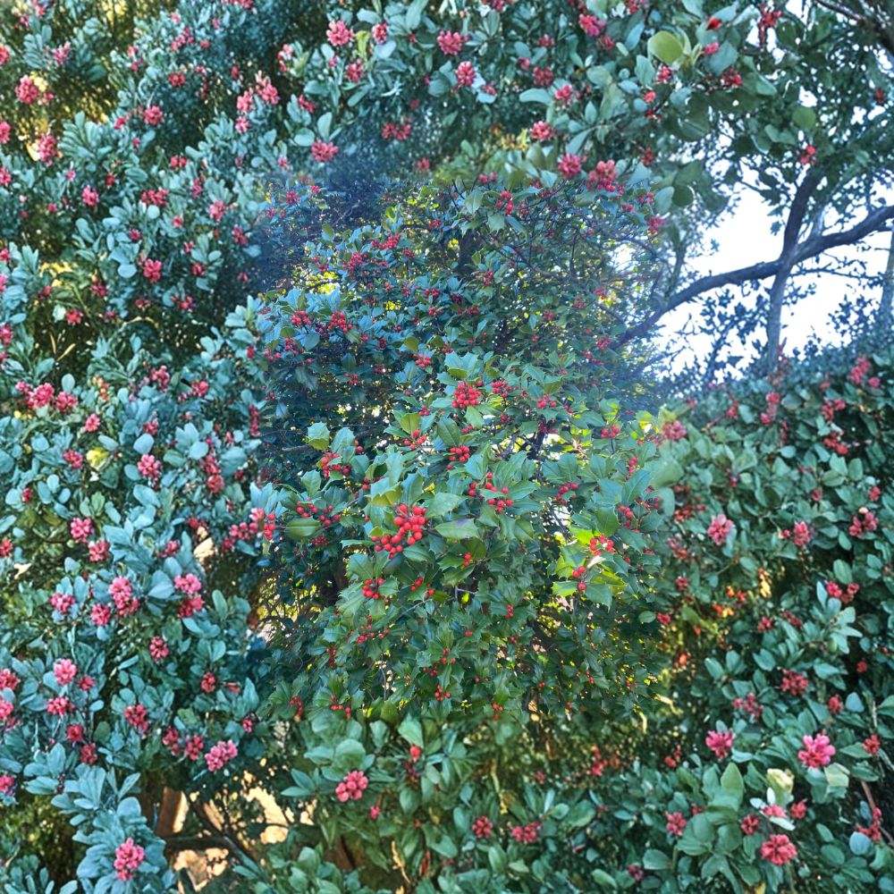 Live Female American Holly Plant | 1-Gallon Pot | Ilex opaca ‘Cave Hill’ | Evergreen Shrub for Landscape, Privacy, and Wildlife