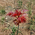 Toona sinensis Live Plant – 1 Gallon Pot Edible Fragrant Spring Tree with Aromatic Leaves, Chinese Toon, Ornamental & Culinary