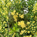 Yellow Ixora Coccinea Seeds – Jungle Geranium, Tropical Flowering Shrub, Container & Patio Plant, Easy to Grow, Rare 5 Seeds