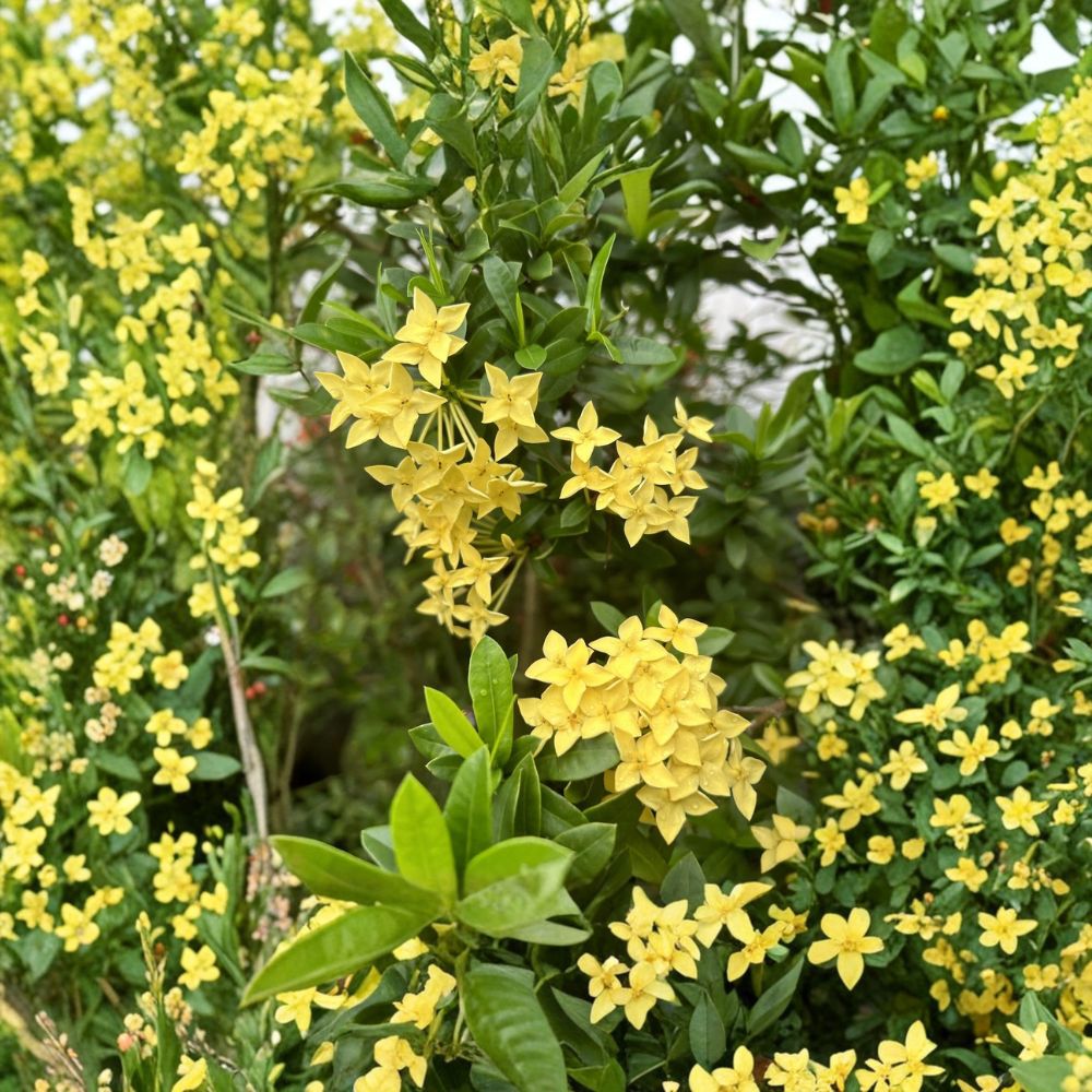 Yellow Ixora Coccinea Seeds – Jungle Geranium, Tropical Flowering Shrub, Container & Patio Plant, Easy to Grow, Rare 5 Seeds