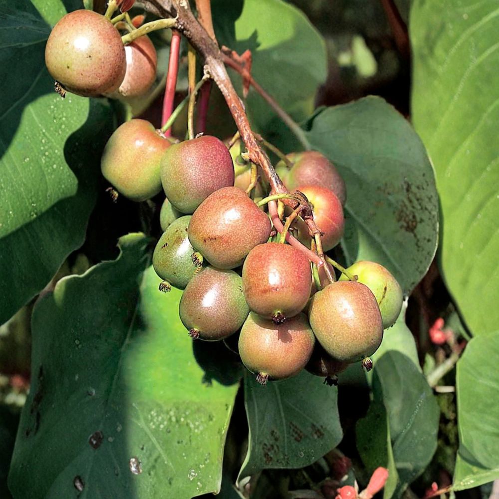 Geneva Hardy Kiwi Vine – Female Live Rooted Actinidia arguta Edible Fuzzless Fruit for Zones 4–8