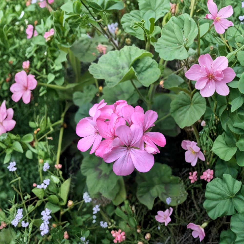Bubblegum Pink Geranium Cuttings – Pelargonium Zonal Live Starter Plants for Containers & Patio