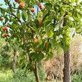 Korean Noryang Asian Pear Tree – Bare Root Live Tree, Pyrus pyrifolia, Juicy Sweet Fruit, Premium Variety