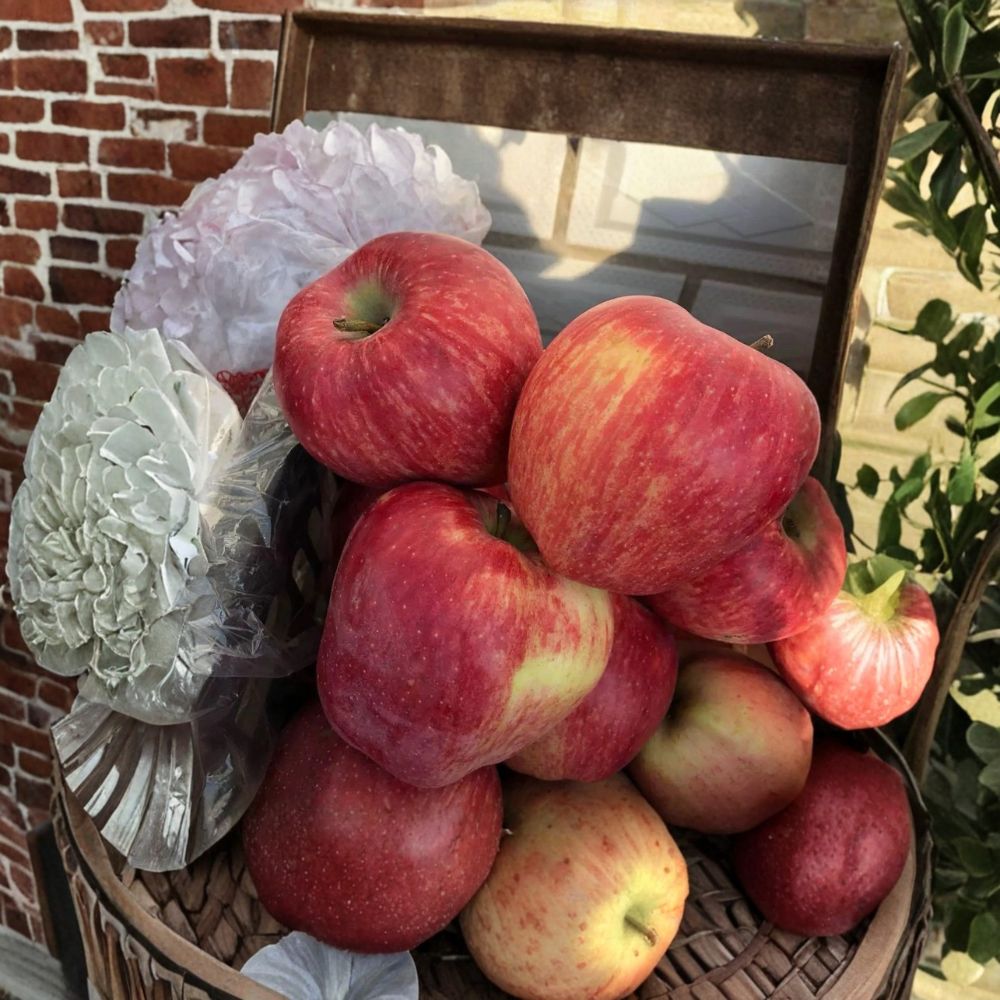 Rainbow Delicious Apple Tree – Bare Root 32 Inches, Red & Yellow Striped Fruit, Malus domestica, Grafted on M7 Rootstock