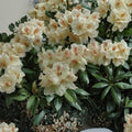 Rhododendron ‘Mrs. Betty Robinson’ Live Evergreen Shrub, Yellow & Red Blooms, Hardy Landscape Plant, #2 Container Grown