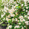 Sweet Mock Orange Plants – Philadelphus coronarius, 12–24" Bare Root Shrubs, Fragrant White Blooms, Starter Garden Plants
