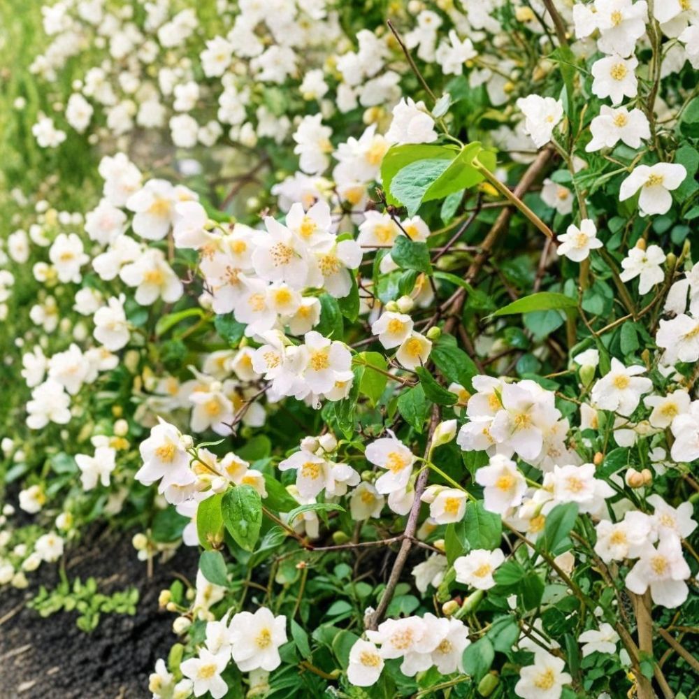 Sweet Mock Orange Plants – Philadelphus coronarius, 12–24" Bare Root Shrubs, Fragrant White Blooms, Starter Garden Plants