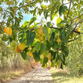 Honey Jar Asian Pear Tree Bare Root – Early Ripening Juicy Pyrus pyrifolia, 32–36 Inches Tall Fruit Tree