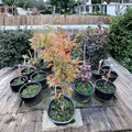 Rare Variegated Japanese Maple Tree | Acer palmatum ‘Manyo no Sato’ | 20-30" Container Plant with Colorful Seasonal Foliage