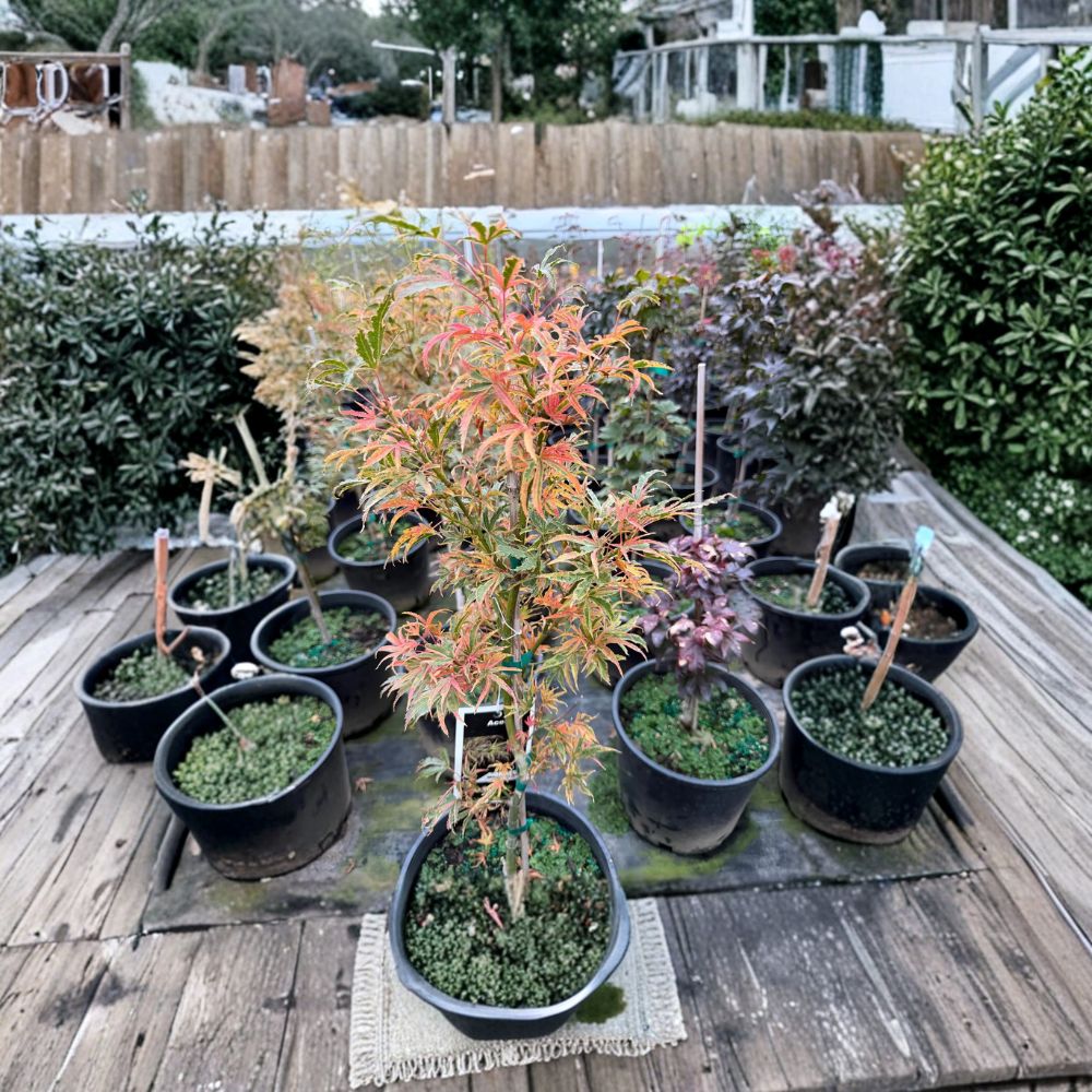 Rare Variegated Japanese Maple Tree | Acer palmatum ‘Manyo no Sato’ | 20-30" Container Plant with Colorful Seasonal Foliage