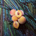 Reliance Peach Tree Grafted Live Fruit Tree, Cold Hardy Freestone, Self-Pollinating, USDA Zones 4-8