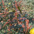 Winter Gold Winterberry Holly Live Female Shrub in 4-Inch Pot with Bright Orange Berries Ilex verticillata