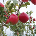 Pink Lady Apple Tree – Bare Root, Cripps Pink, Malus domestica, M7 Rootstock, Fruit Tree for Orchard & Garden