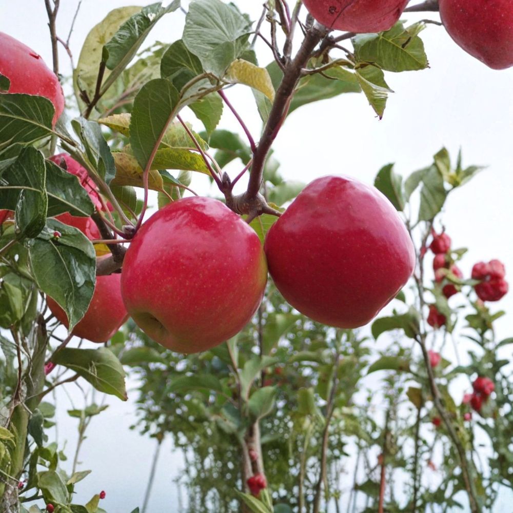 Pink Lady Apple Tree – Bare Root, Cripps Pink, Malus domestica, M7 Rootstock, Fruit Tree for Orchard & Garden