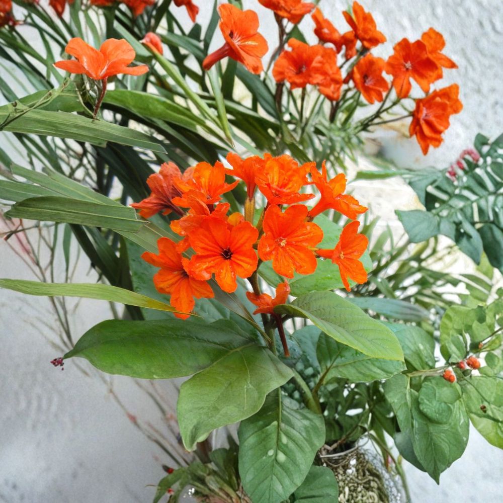 Geiger Tree Seeds – Cordia sebestena, Tropical Orange Flower, Pollinator Friendly, Exotic Garden Plant, 5 Seeds