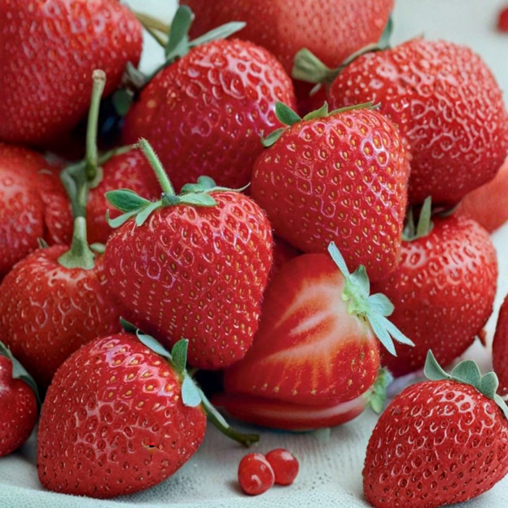 Allstar Strawberry Roots – 5 Live Plants, Sweet Midseason Berries, Fragaria × ananassa, Zones 4–8