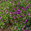 Max Frei Geranium Seeds – Bloody Cranesbill, Hardy Perennial Flower, Ground Cover, Easy to Grow, 25+ Seeds, Geranium sanguineum