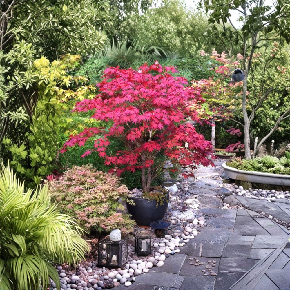 Bloodgood Japanese Maple Tree – Acer palmatum ‘Bloodgood’ Live Tree in #3 Container, Red Foliage, Ornamental Landscape Plant